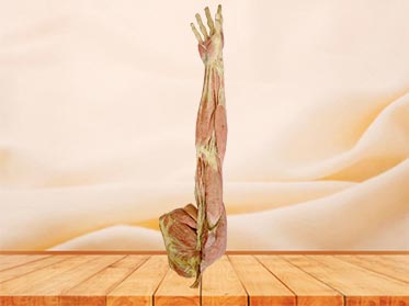 Superficial muscles of upper limb plastinated specimen