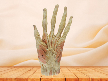superficial palmar arch plastination for sale