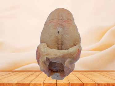 tongue