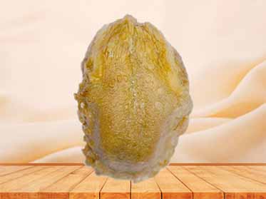 tongue specimen