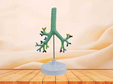 trachea and bronchus bronchipulmonary anatomy model