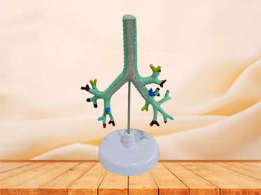 trachea and bronchus bronchipulmonary model