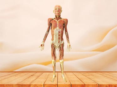 Veins of whole body plastinated specimen