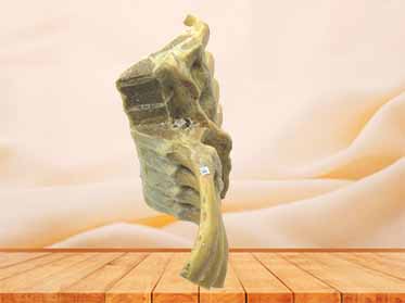 vertebral column section specimen