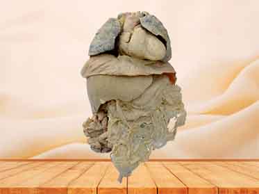 viscera plastinated specimen
