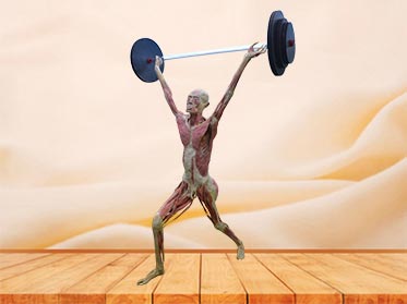 Weight lifter plastinated specimen