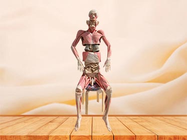 Whole body dissection plastinated specimen