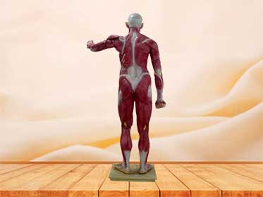 whole human body muscle model