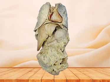 whole viscera