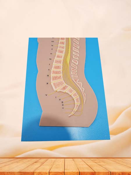 Soft Spinal Cord and Vertebrae Relationship Silicone Model