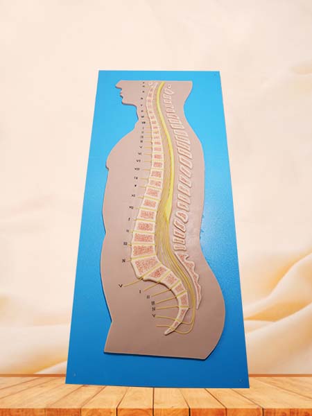 Soft Spinal Cord and Vertebrae Relationship Silicone Model