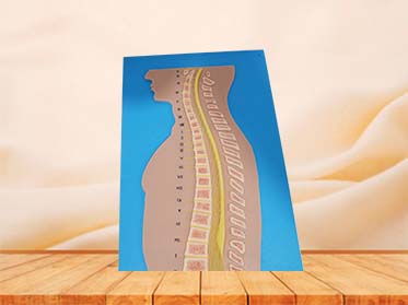 Soft Spinal Cord and Vertebrae Relationship Anatomy Model