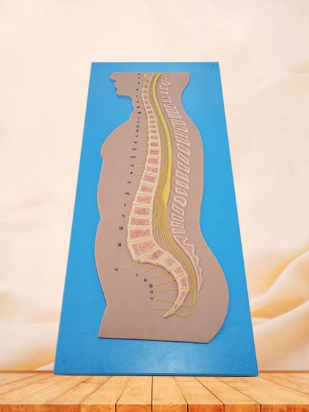Soft Spinal Cord and Vertebrae Relationship Silicone Model