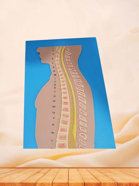 Soft Spinal Cord and Vertebrae Relationship Silicone Model