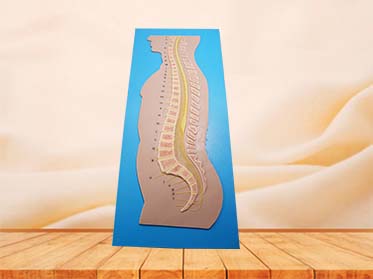 Spinal Cord and Vertebrae Relationship Model