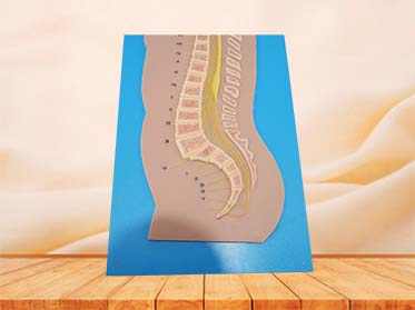 Spinal Cord and Vertebrae Relationship Silicone Model